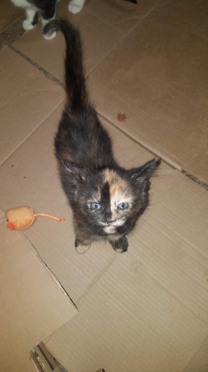 Skell_Cat's tweet photo. @CreatureTikToks https://t.co/dvrpiPIZ2E
