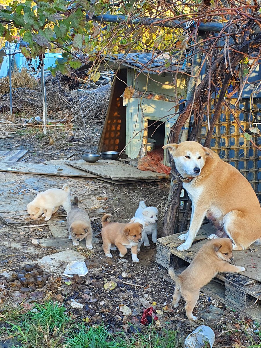 소영이 쥬니어 3세들
견생 달포차 입니다
그동안 여타 이유로 소영이는 매해
기계처럼 생산만 했습니다
더이상은 안된다고 강력히 견주와
대화를 했는데 아이를 포기하는 수 밖에
없겠다고 보호소로 아가들과 보낸답니다
제가 본가 마을에 두마리는 보낼 것이고
남은 네마리와 모견의 거쳐가 급합니다.
