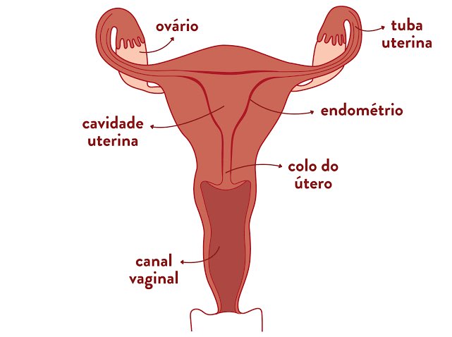 esterberaldooo's tweet photo. 1) O canal vagin4l NÃO pode ser lavado, pois podemos desregular toda a atividade local de bactérias e fungos bonzinhos naquele lugar (é como se você retirasse a “camada de proteção”)😫 https://t.co/w2CnFcGOc7