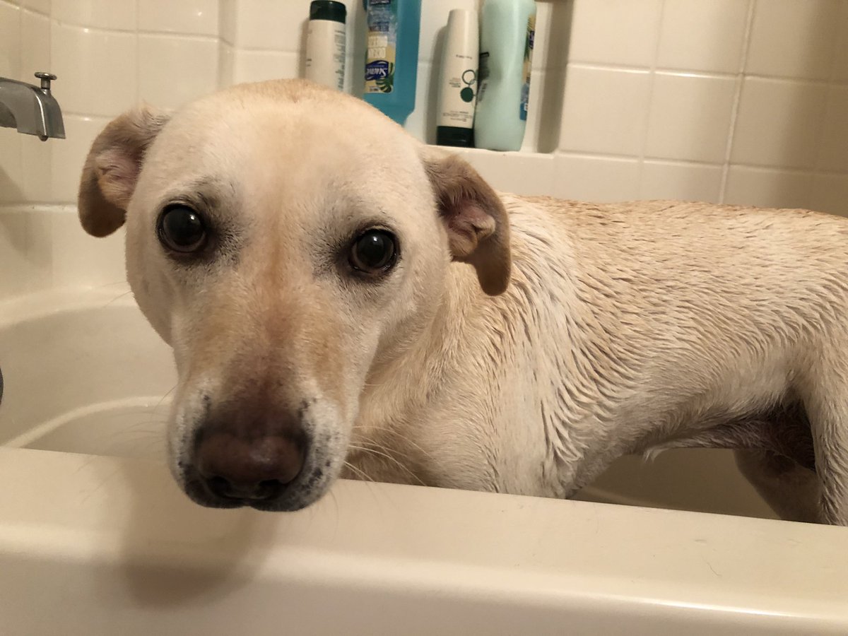 wsdot's tweet photo. As a social media manager I can handle negative comments thrown my way all day every day. What I can't handle is my dog looking at me like this during a bath. Maybe @RowdyTalker045924 is right, maybe I am a terrible person. https://t.co/tmZ20DBfEa