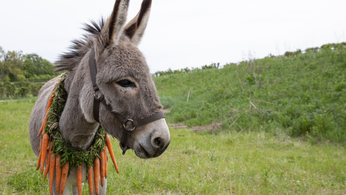 EUFFTO's tweet photo. Don't miss out Polish #Oscar Candidate &amp; #Cannes Jury Prize Winner 'EO' on Nov 19 at @EkranFilm @RevueCinema !

EO follows a donkey who experiences joy and pain on his journeys, providing a vision of modern Europe 👉 https://t.co/ZB0U6AFBsJ
 
Co-presented by #EUFF22 😍 https://t.co/gcgot1CrKS