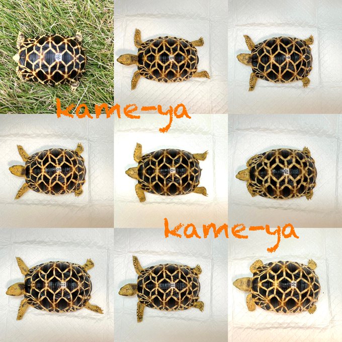 Kame Yaナオ さん のツイート 販売 の検索結果 1 Whotwi グラフィカルtwitter分析 Kame Yaナオ さん のツイート 販売 の検索結果 1 Whotwi グラフィカルtwitter分析