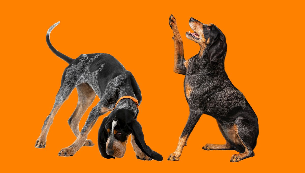 UT Knoxville Alumni (@tennalum) on Twitter photo 🐾 Tag, you're it! A Big Orange welcome to Smokey XI, the new mascot of <a href="/UTKnoxville/">UT Knoxville</a>! 🐾 Tag, you're it! A Big Orange welcome to Smokey XI, the new mascot of <a href="/UTKnoxville/">UT Knoxville</a>!