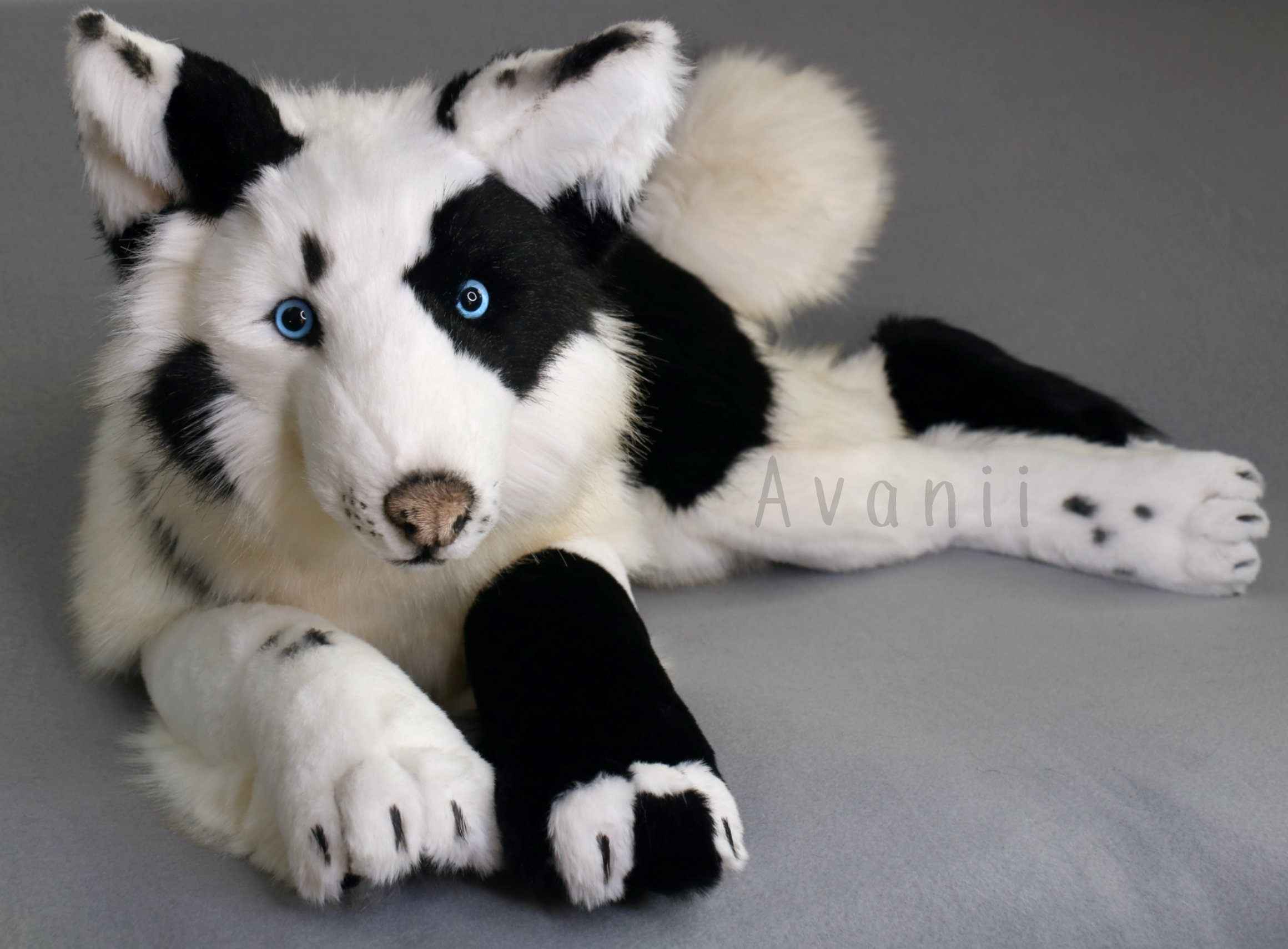 Avanii Eurofurence Dealers Den on X Yakutian laika plush commission finally finished He is handmade of faux furs and minky is very soft fluffy floppy and heavy This good boy measures