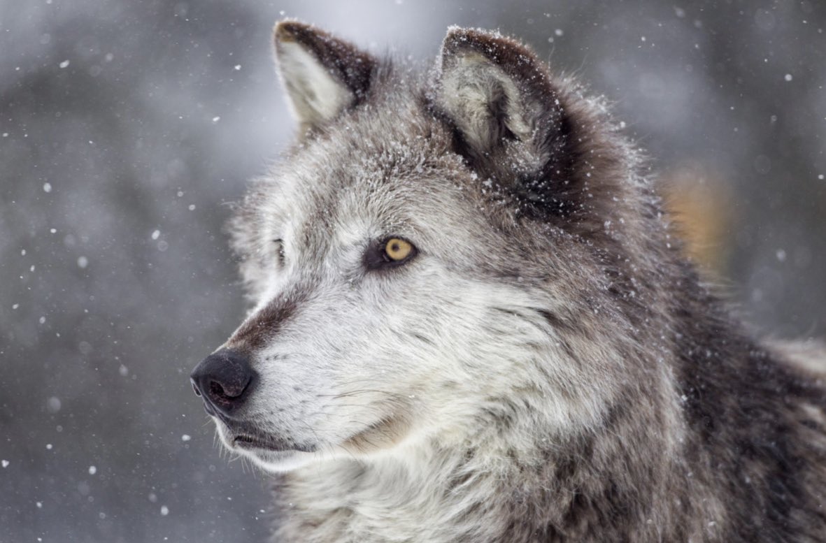 Tweet by Colorado State University