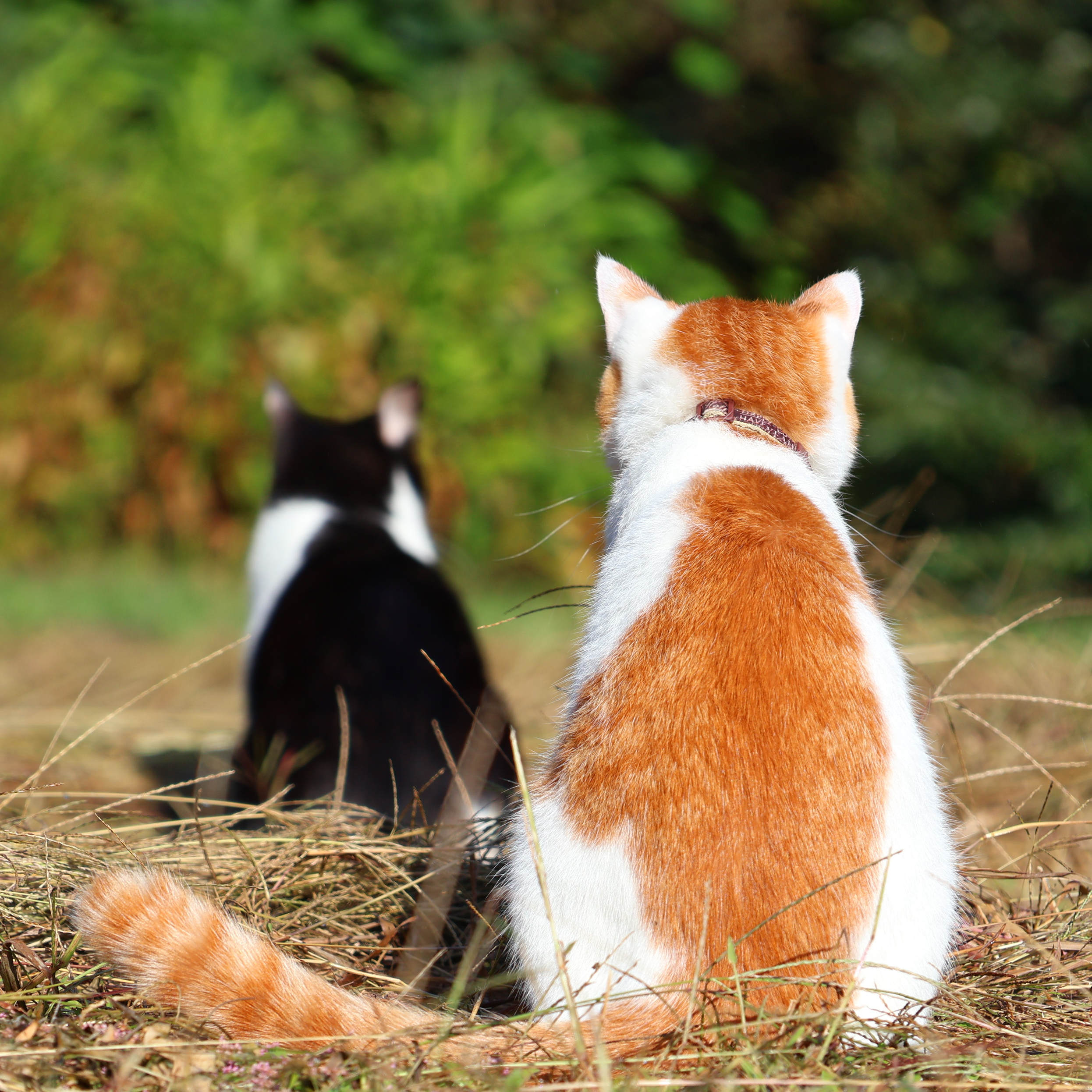 猫の背中 Twitter Search Twitter