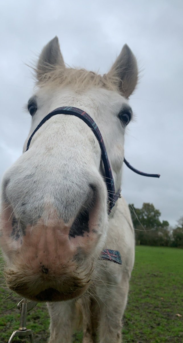 milly_tv's tweet photo. One whole week since I thought I might loose my best friend. Always remember to hug your horses a little tighter. Forever grateful 💙 https://t.co/ZDTBWPheP1