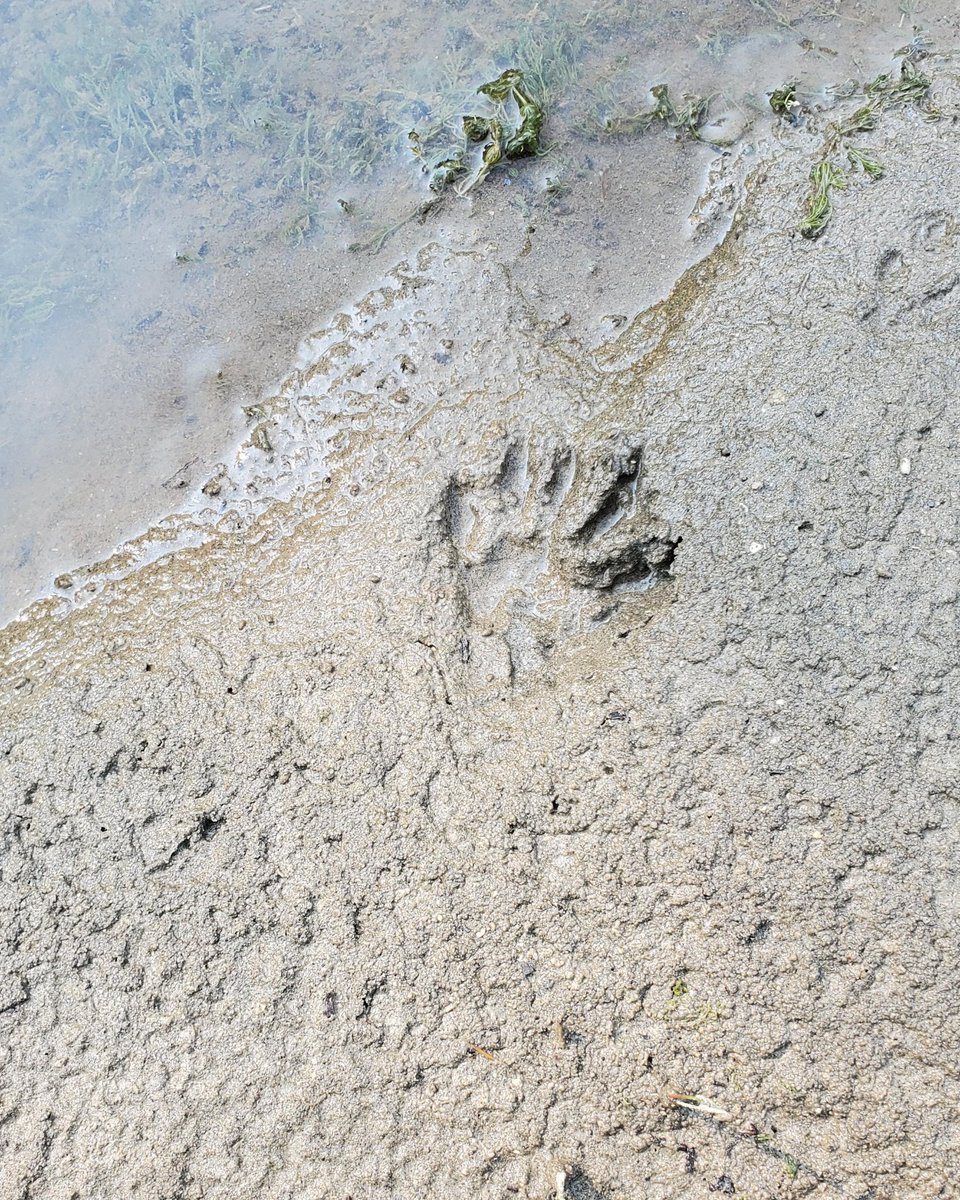 TUCanada1's tweet photo. We're fish people at TUC, but we like to flex our animal track identification muscles when we're out in the field, too! We saw this perfectly stamped track in Lee Creek, Alberta, this summer. Any guesses on whose little hand this is?  🖐️🤔

#footprint #animaltrack #animalID https://t.co/W3wZAHcDQv