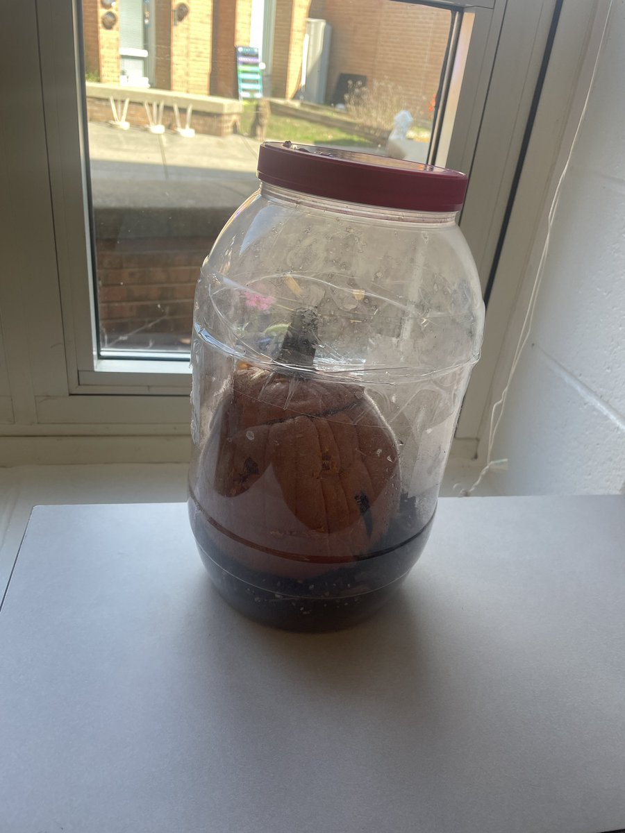 LTES_STEAM's tweet photo. Update on Jack the pumpkin!  He is looking a pretty fuzzy. Ask your students if they notice how Jack changed on their STEAM days. @LondonTowneFCPS https://t.co/EcHPs4mDCh