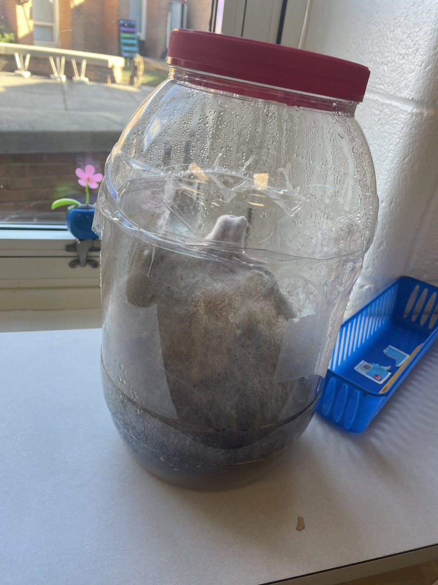 LTES_STEAM's tweet photo. Update on Jack the pumpkin!  He is looking a pretty fuzzy. Ask your students if they notice how Jack changed on their STEAM days. @LondonTowneFCPS https://t.co/EcHPs4mDCh