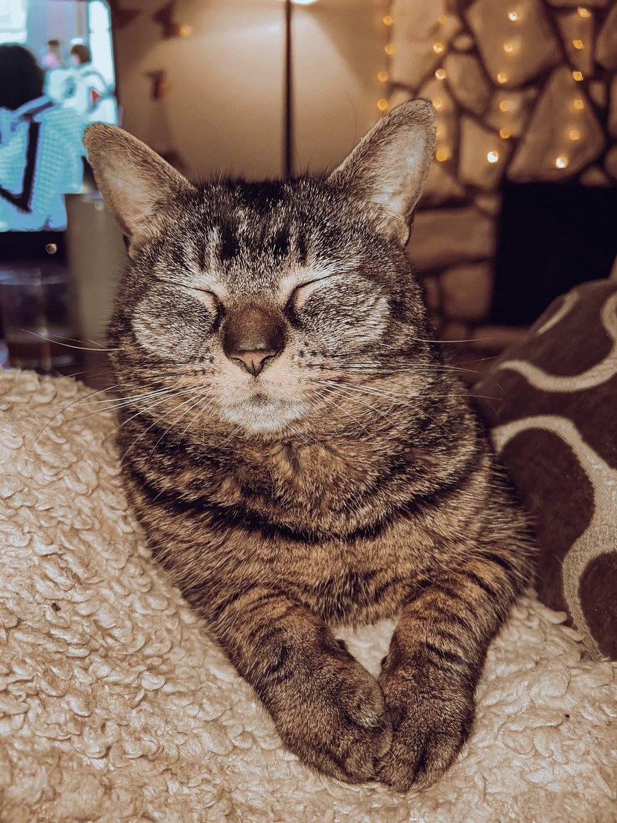 existwithveta's tweet photo. #AutumnVibes 🐈🍂 https://t.co/Lo8BBDtbvo