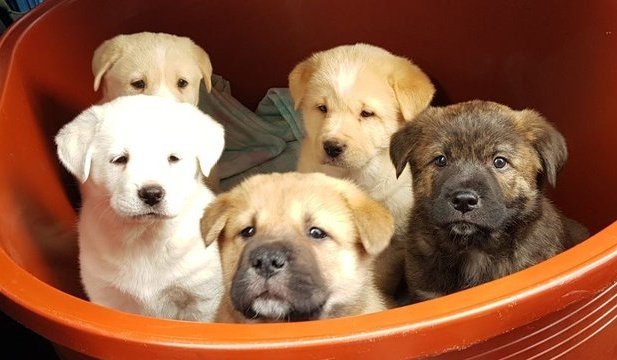 난 아주 이넘덜만 보면 행복해.
칡순이 첫 아가들
맨 앞줄 가운데가 호동이
뒷줄 두마리는 양촌에서
호동이 좌우 두마리는 남양주에서
잘 살고 있다
흰둥이 진주와 칡개 다비는
떠나보낸 후 일년만에 가봤는데
이름을 부르니 알아보더라.일년만인데
기특한 진주,다비
크리미,모카도 보고 싶다.🥰😍🤩