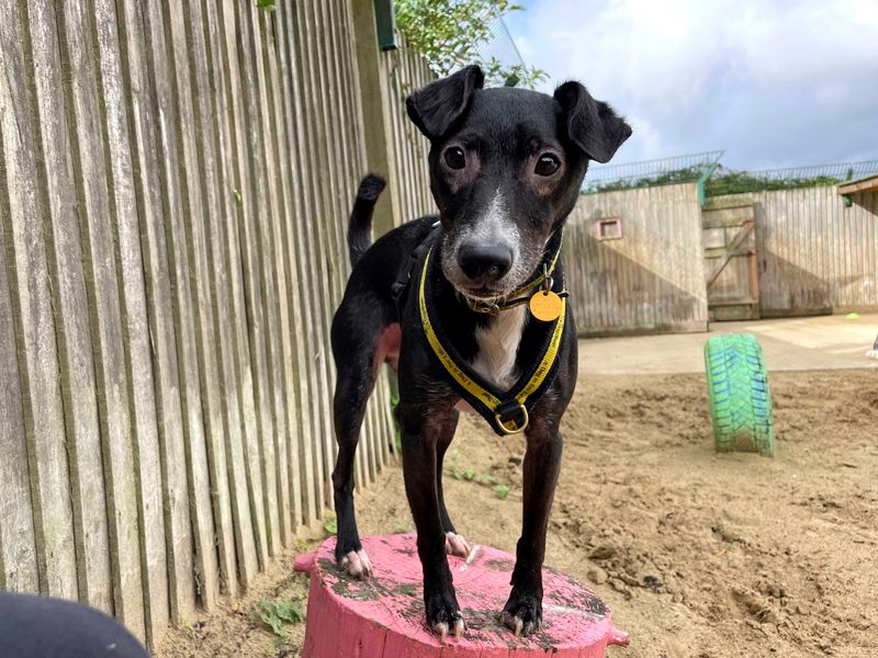 Kipper Features 💙 on Twitter "RT AdoptionsUk Please retweet to help