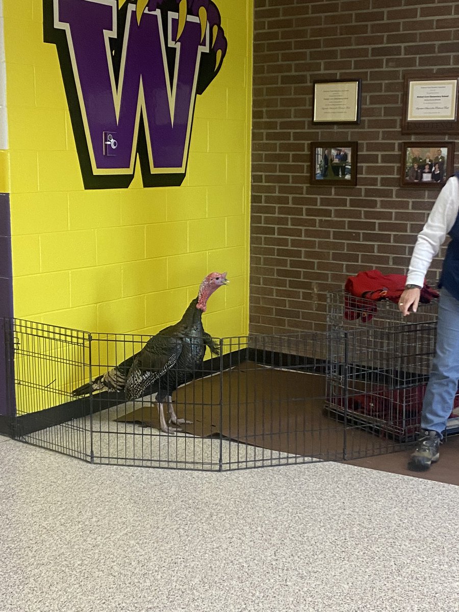 The kids enjoyed Dr.Thrower’s pet turkey, Teddy, today! 🦃