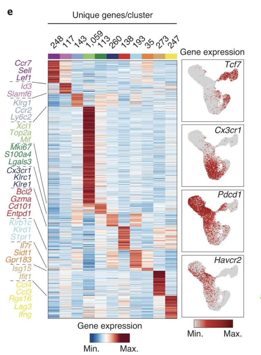 A multiomic atlas of T cell exhaustion in chronic viral infection reveals molecular programs of exhausted T cell subsets, divergent clonal exhausted T cell differentiation trajectories and suggests TCR signal strength as a driver of clonal fate rdcu.be/cZDQL