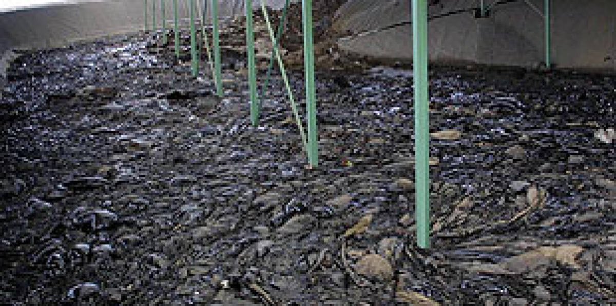 ADEGA denuncia que 10.000 toneladas de chapapote continúan almacenadas nunha balsa de augas pluviais nunha nave de As Somozas.
"Levan 20 anos durmindo o sono dos xustos esperando a sua reciclaxe", afirma Fins Eirexas, secretario técnico de ADEGA.
#NuncaMais 
#Prestige20anos