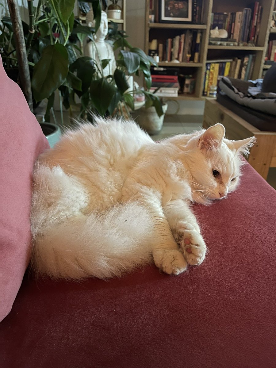 Pasé dos días sin poder venir a mi casa y hoy que llegué mi gata no estaba. Mi vecina dice que anoche que vino a mi casa la vio y existe la posibilidad de que se haya salido por la puerta esta mañana cuando sacaron a los perros. Se perdió por la vereda El Hato en La Calera.