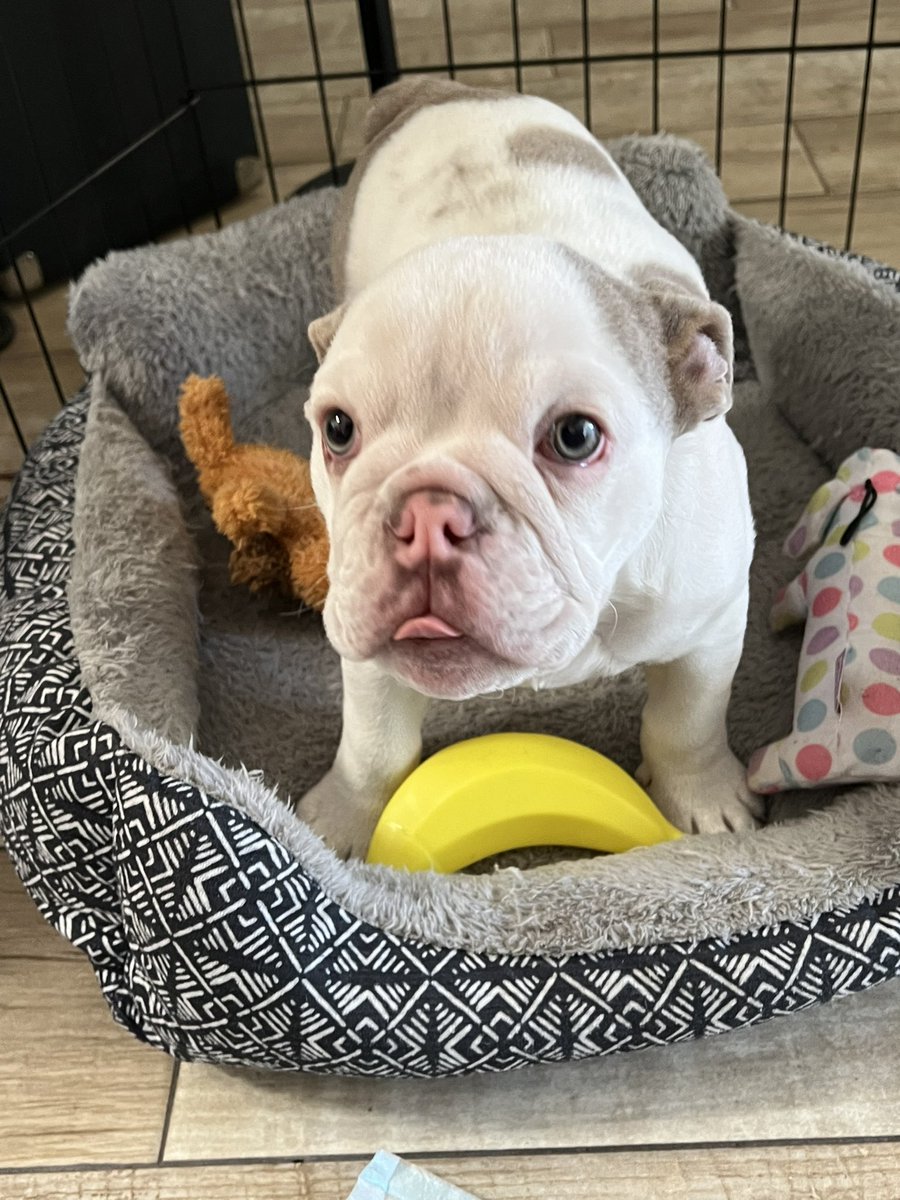 ice_cakes's tweet image. little timeline cuteness for y’all #marshy