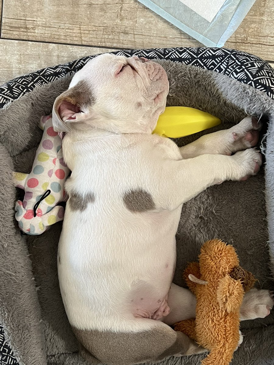 ice_cakes's tweet image. little timeline cuteness for y’all #marshy