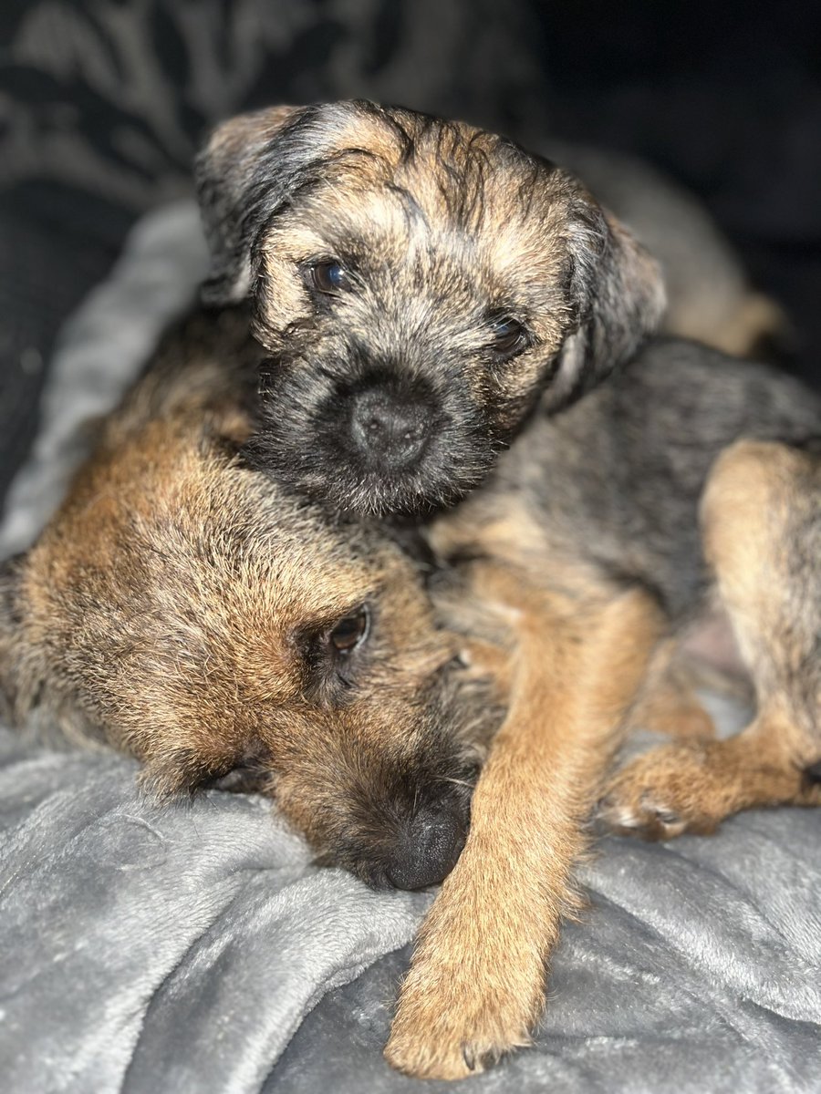 Charlie - “my brother is so kind letting me lie on him so I can feel nice and comfy. He doesn’t mind at all 🥰”

Monty - “I can’t remember signing up to be a BT pillow. She’s just got no consideration for others this child 🙄”