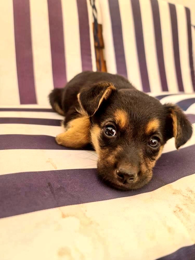 AnimalParaiso's tweet photo. Pequeña en adopción, no tienen más de dos meses de edad, está en Quillota pero se puede llevar donde los adoptantes digan.

Contacto y más información al teléfono o WhatsApp +56948829755. https://t.co/Sez96VZgwB