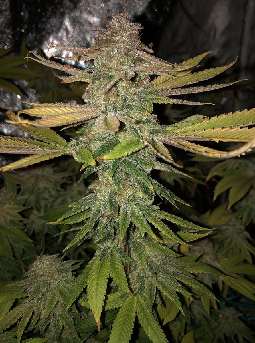 jeff_thegreat1's tweet photo. @SmooveBotanist Yup, 1st try. I had this massive #GDPurple #LarryCake and #WeddingCake and they all turned out amazing π https://t.co/l7R2POH80f