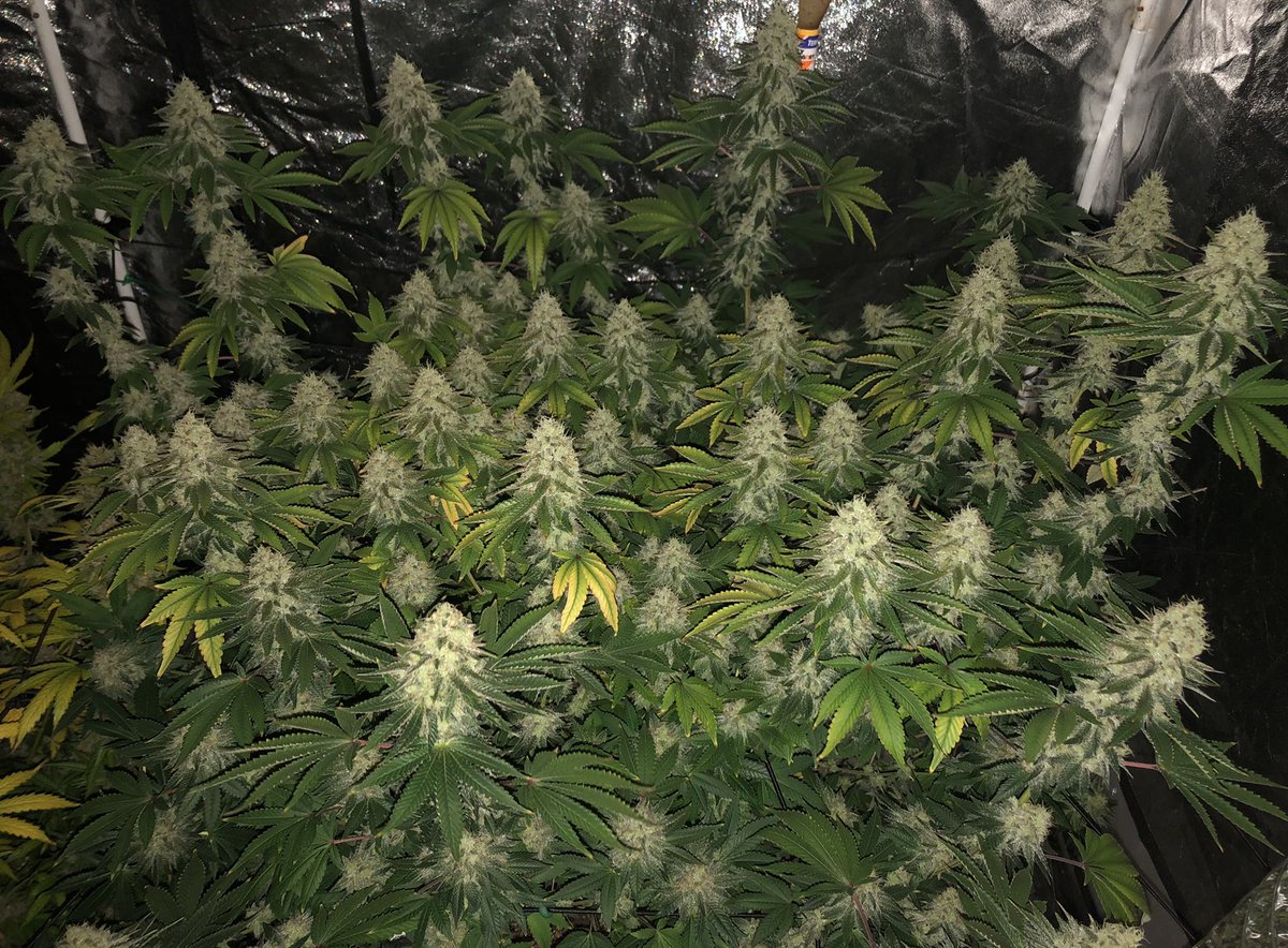 jeff_thegreat1's tweet photo. @SmooveBotanist Yup, 1st try. I had this massive #GDPurple #LarryCake and #WeddingCake and they all turned out amazing π https://t.co/l7R2POH80f