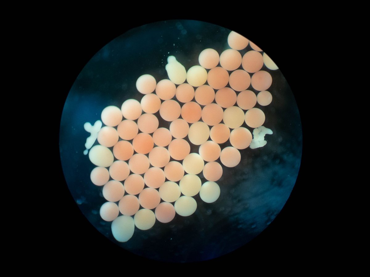CoralNurture's tweet photo. Aboard @WavelengthReef we had @UTS_Science PhD Candidate @ChristineDRoper busy collecting data for her research comparing physical characteristics of eggs released from wild and nursery colonies.
#spawnathon2022
๐ท@ChristineDRoper https://t.co/lxg26DNrdW