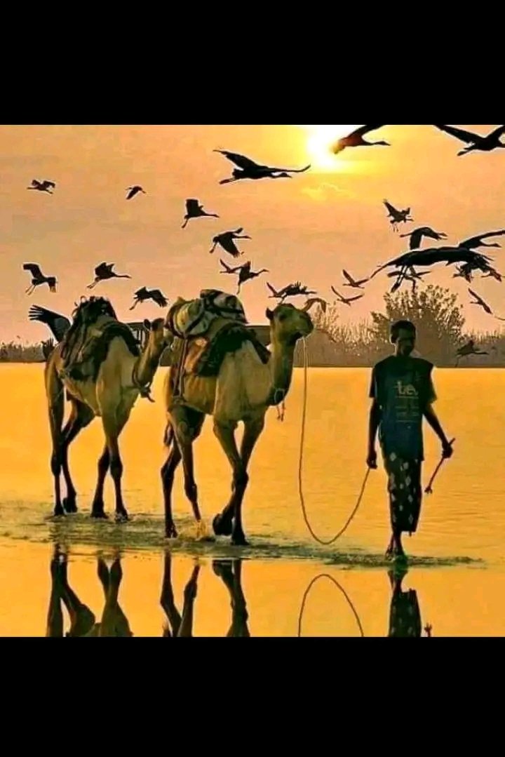 CalaytaMohammed's tweet photo. #Afar
#Arho
#VisitAfar https://t.co/PXKR3rk8VO