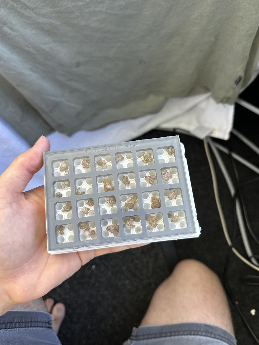 CoralNurture's tweet photo. and during daylight hours @UTS_Science Masters Candidate Hadley @england_hadley was testing his in situ phenoplate (a novel method for stress testing corals) for the first time.
#spawnathon2022
๐ท@england_hadley https://t.co/dakjvogdaG