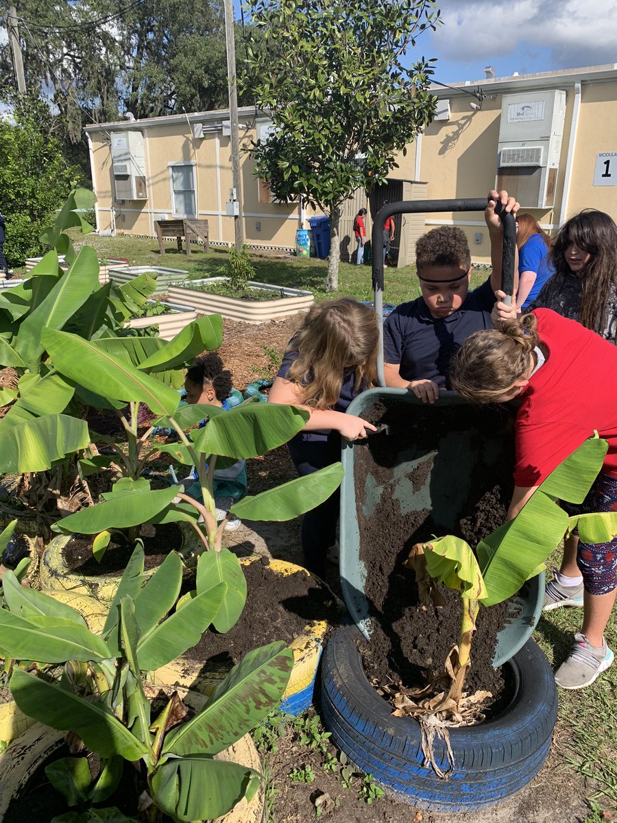#GardenGnomies don’t believe a banana can taste like ice cream. Thanks Florida Agriculture in the Classroom, they’ll be able to taste the ice cream variety 1-2yrs.🤣 🍌 🍨 @MortElementary #patience #LifeSkills #banana  #fruit #SchoolGardens #farmtoschool #floridaagriculture