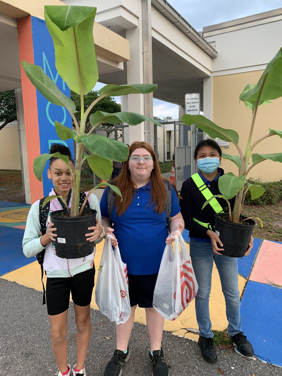 GardenMort's tweet photo. #GardenGnomies don’t believe a banana can taste like ice cream. Thanks Florida Agriculture in the Classroom, they’ll be able to taste the ice cream variety 1-2yrs.🤣 🍌 🍨 @MortElementary #patience #LifeSkills #banana  #fruit #SchoolGardens #farmtoschool #floridaagriculture https://t.co/vtE6ppjUt2