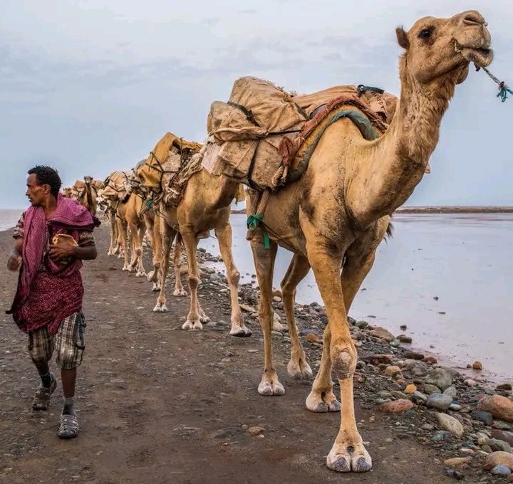 CalaytaMohammed's tweet photo. #Afar
#Arho
#Salt
#Amolesalt
#kiblat
@AbiyAhmedAli https://t.co/LhjrZjee7s
