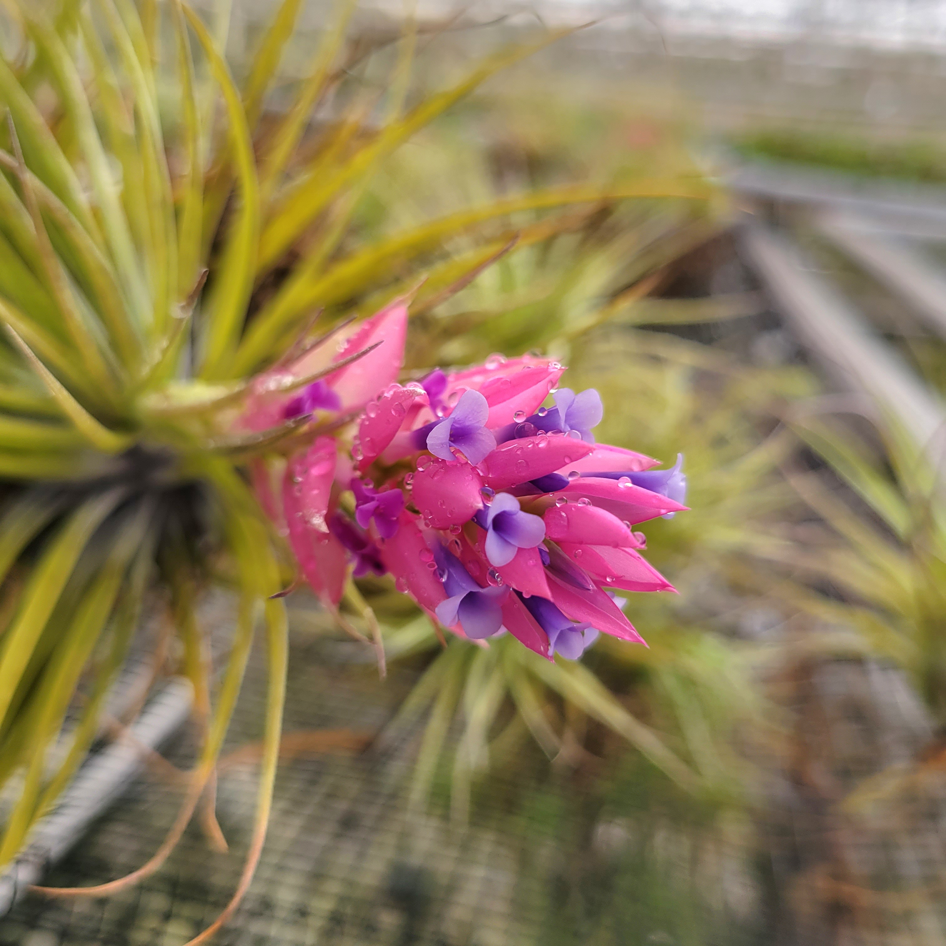 Rainforest Flora (@rainforestflora) / X