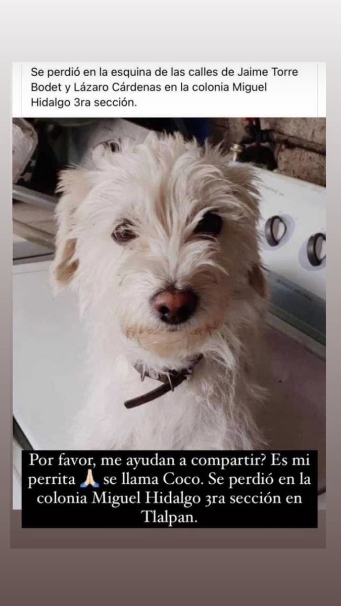 Meet me at midnight 🪩 (@soltalavera) on Twitter photo El perrito de una amiga está perdido, nos ayudarían mucho al darle RT 🙏 <a href="/PrrosPerdidosMX/">PerrosPerdidosMx</a> <a href="/MascotasSismo/">Mascotas Sismo</a> #tlalpan #cdmx El perrito de una amiga está perdido, nos ayudarían mucho al darle RT 🙏 <a href="/PrrosPerdidosMX/">PerrosPerdidosMx</a> <a href="/MascotasSismo/">Mascotas Sismo</a> #tlalpan #cdmx