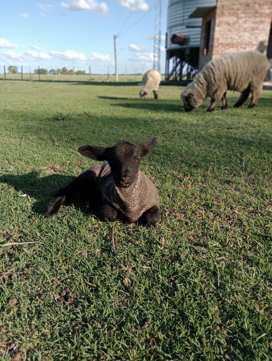 ¿Cómo los trató la lluvia? 
Por acá todo ok, pastando con la flia. 

#hampshiredown #campo #Argentina