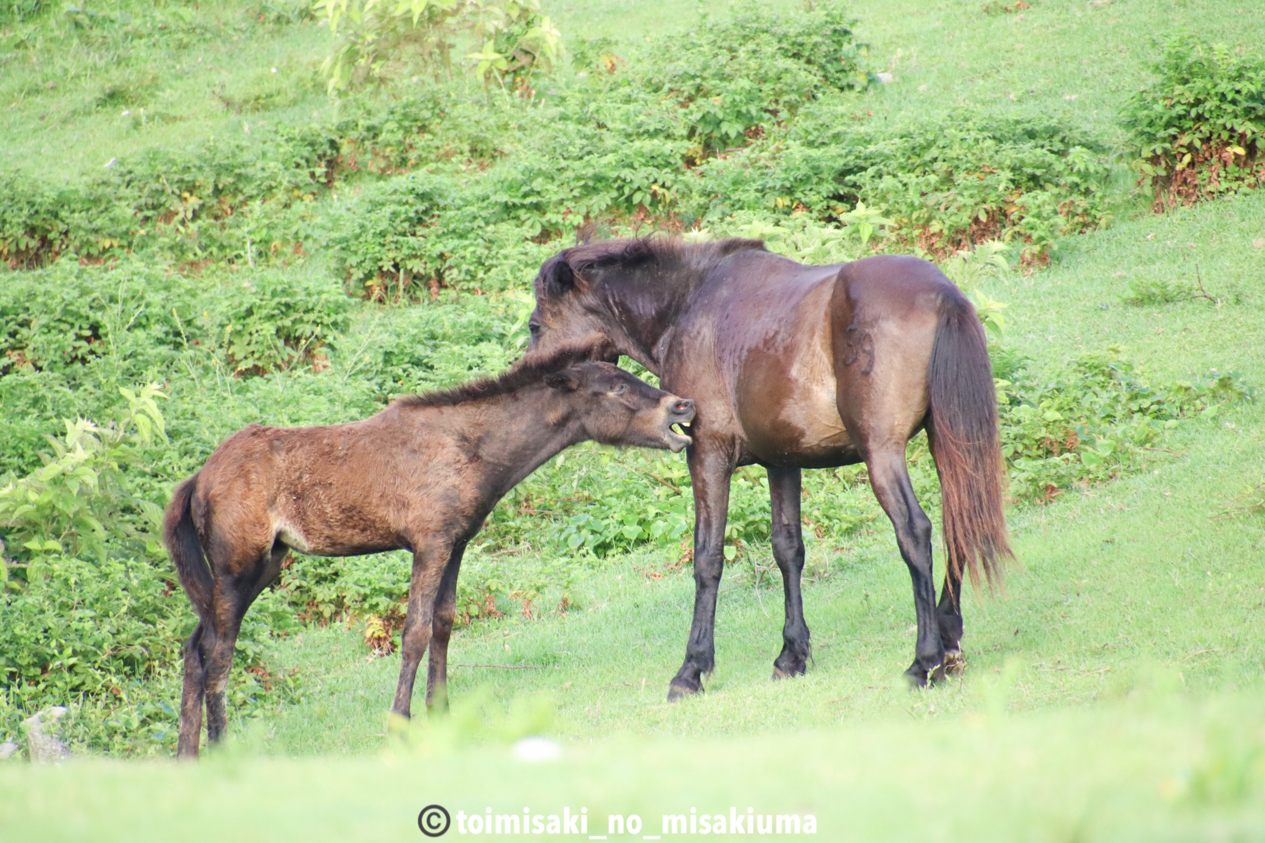 御崎馬 Twitter Search Twitter