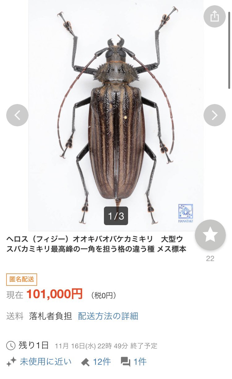 クレナータオオキバウスバカミキリ 標本 惜しく クレナータオオキバウスバカミキリ 標本 惜しく