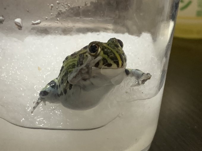 ウシガエル の評価や評判 感想など みんなの反応を1日ごとにまとめて紹介 ついラン