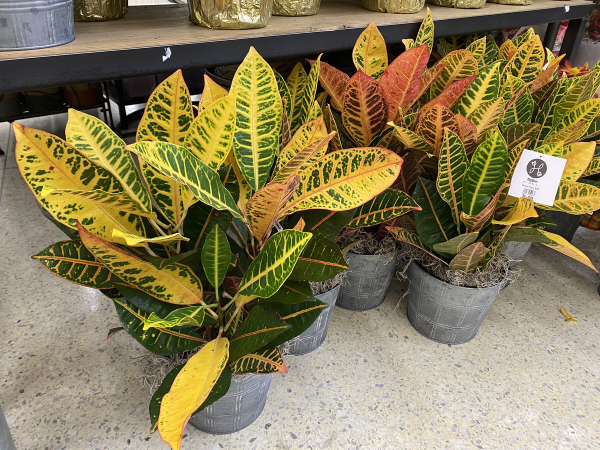 Come learn why leaves change colors and do some chromatography this Wednesday November 16, in room D16 after school <a href="/PLSHSTitans/">Papillion La Vista South High School</a>