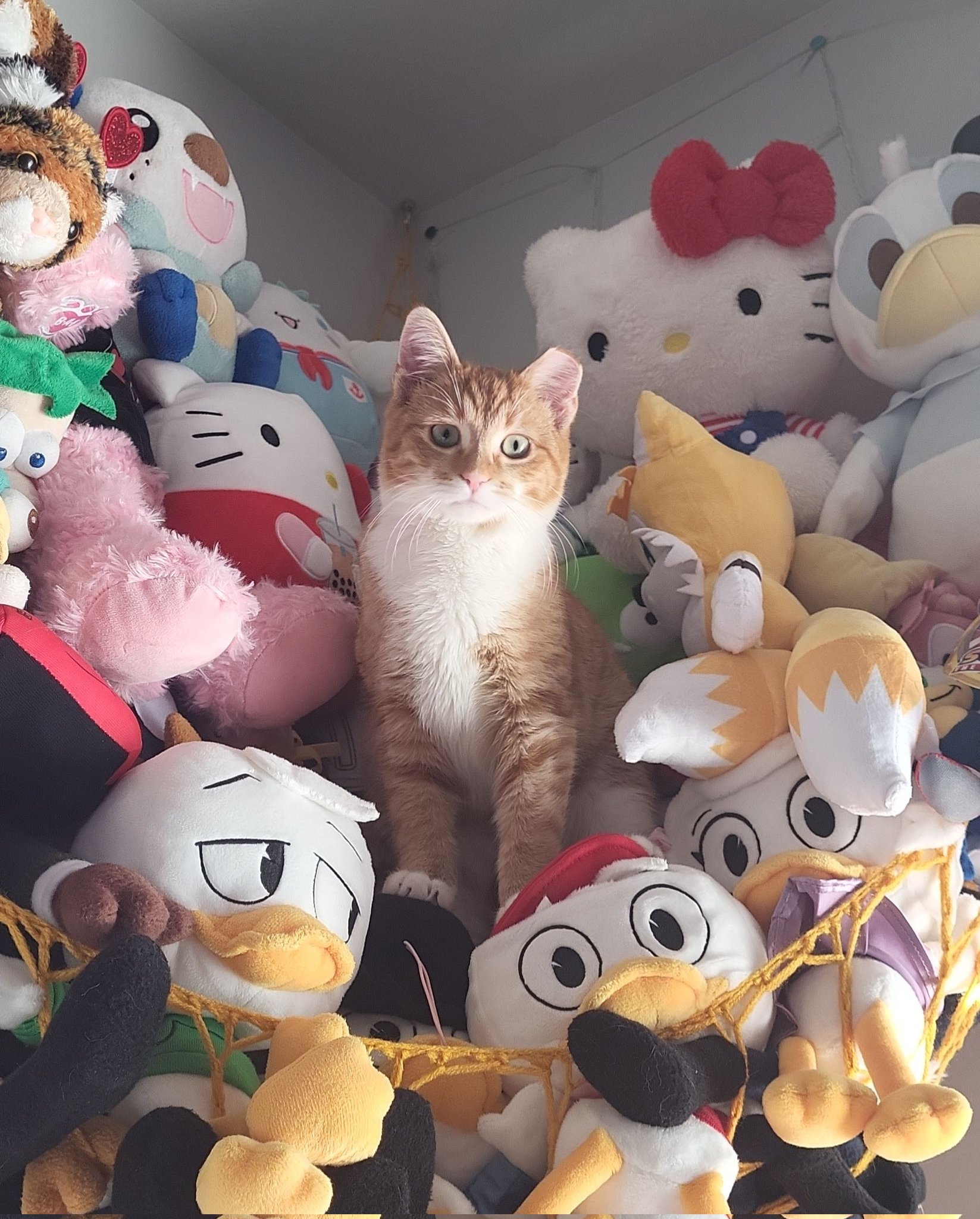 sierra-on-twitter-newest-edition-to-my-little-cat-family