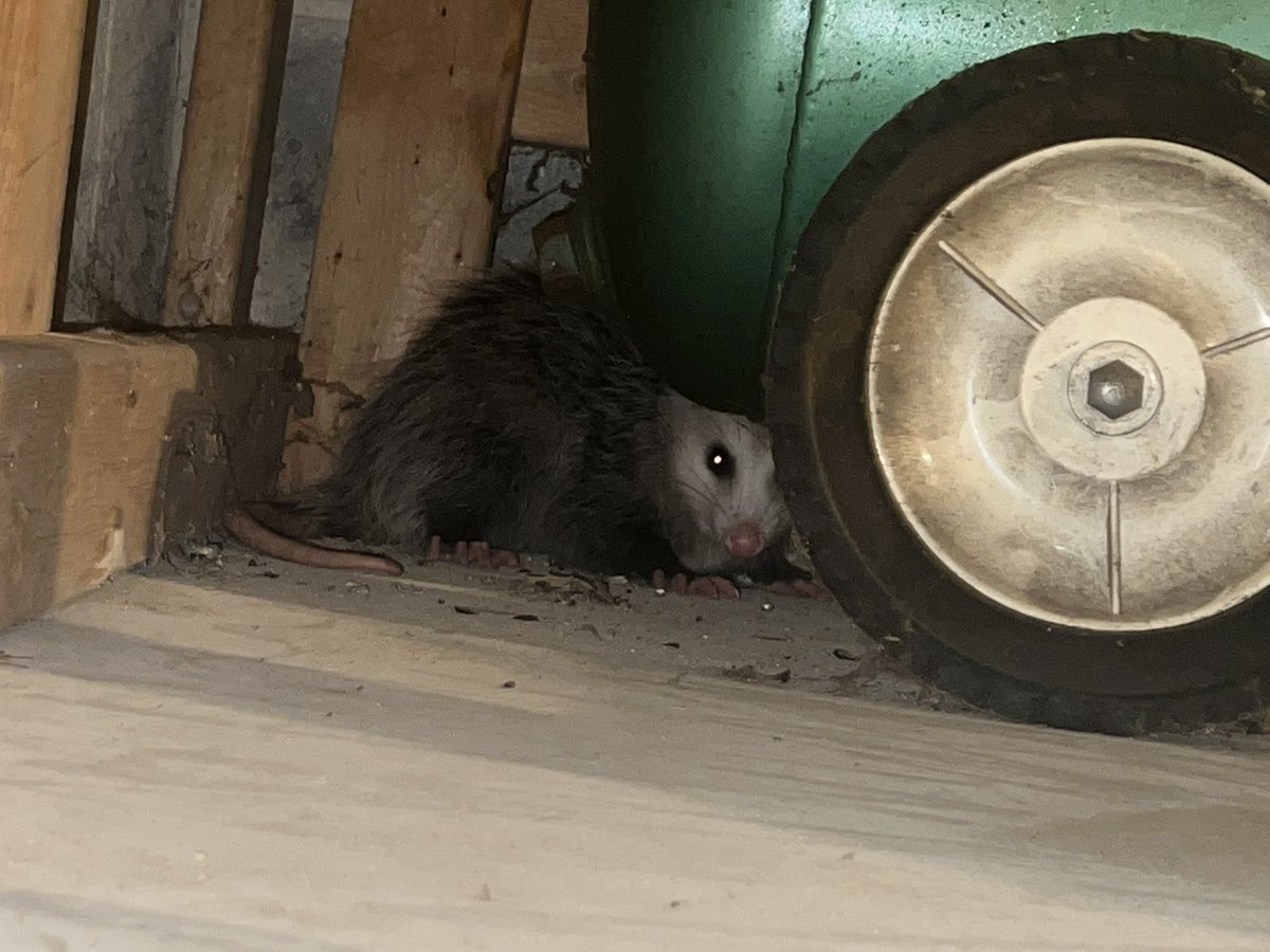 SnailShoes22's tweet photo. possum in my garage https://t.co/Xr7bA2BHmZ