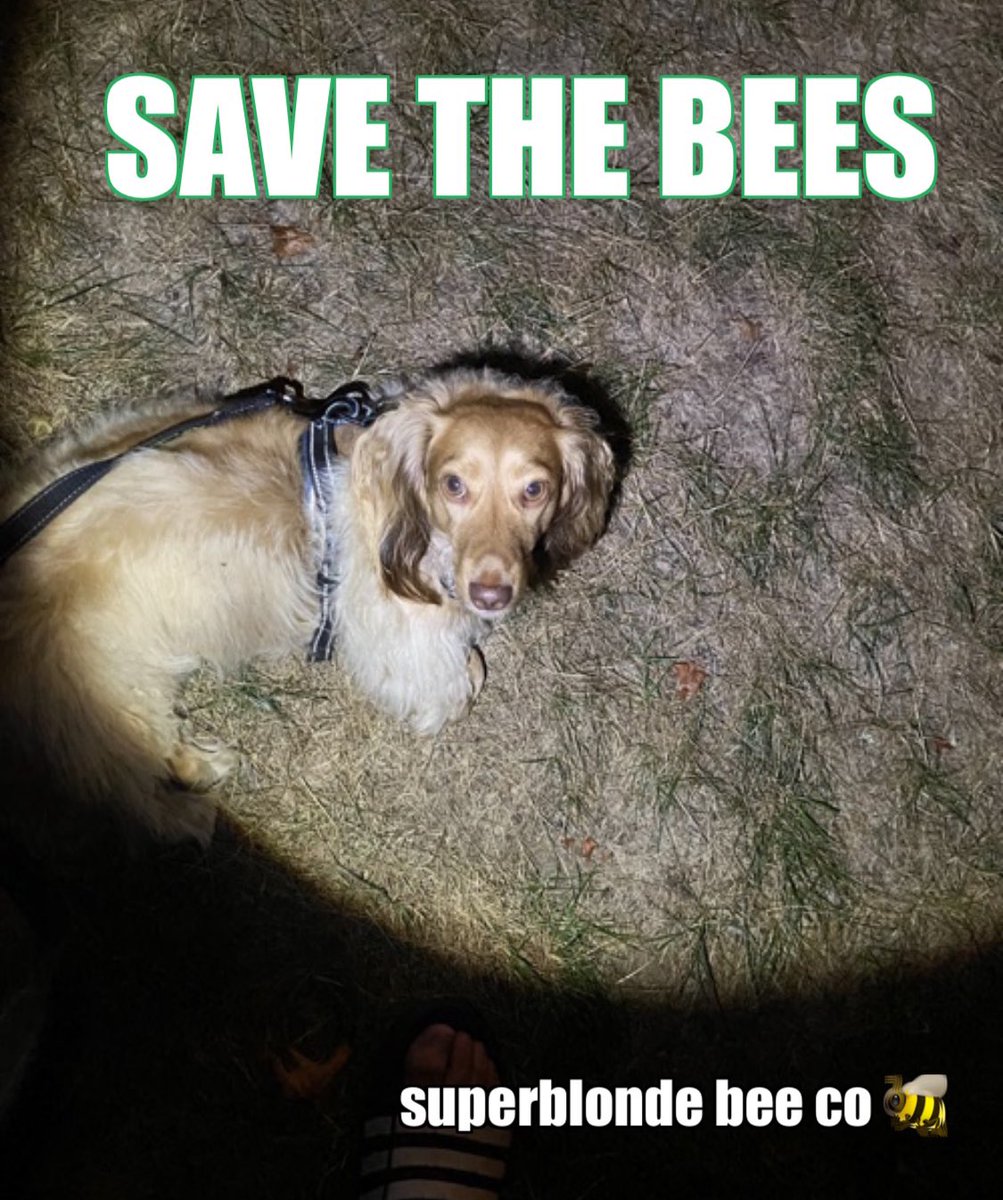superblondebees's tweet photo. Putting a spotlight 🔦on the need to #savethebees 🐝 #Erik #dachshund #beekeeper #ceo #spokesdog #superblondebeeco https://t.co/nmCMW1slpG