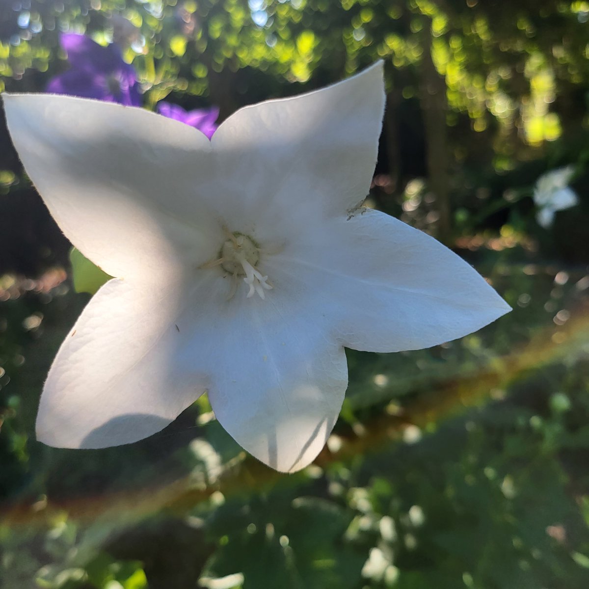 hami NFT tweet media