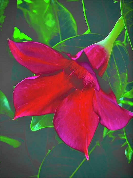 SabalaKing's tweet photo. New artwork for sale! - "Red hibiscus bloom" - https://t.co/6BRxkcUWSG @fineartamerica https://t.co/bOEpDyRRTK