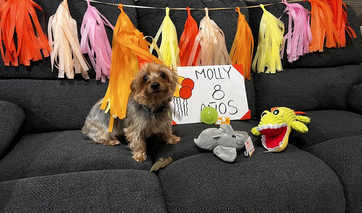 Molly’s 8th birthday🤩🧡💛