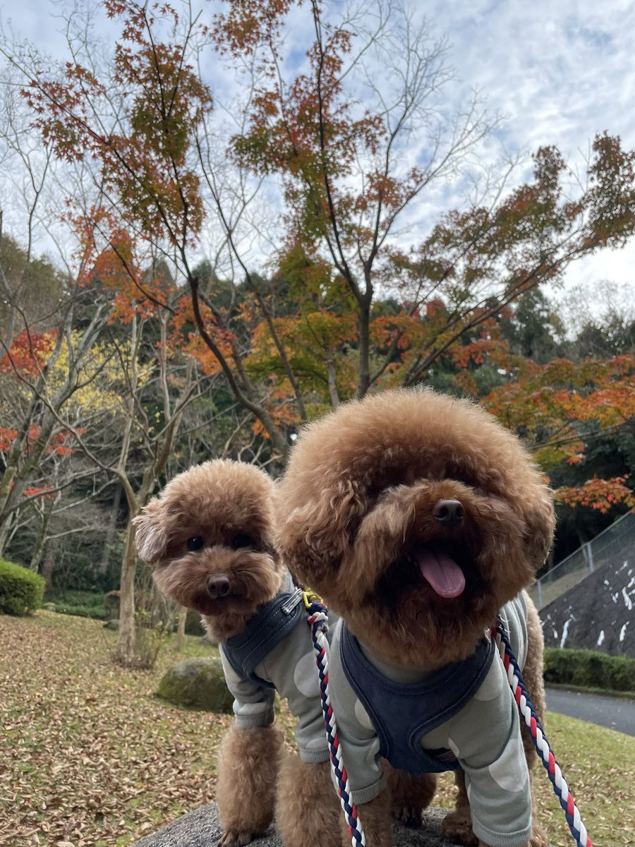 fuuta__ponta's tweet photo. 紅葉見に行ってきたよ🐶🍁
#トイプードル 
#紅葉
#ふーぽんです
#futapota https://t.co/HEF5mOPhgf
