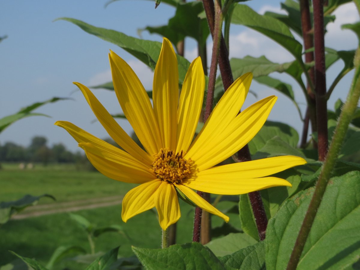 VegetalMonde's tweet photo. Vous connaissez probablement de nom le #topinambour. Mais saviez-vous à quoi la #plante ressemblait ?

C'est un très proche cousin du #tournesol. Il nous provient d'Amérique du Nord.

Presque totalement oublié de nos jours, il a pourtant empêché des famines durant les guerres. https://t.co/pN3eAqSXjO