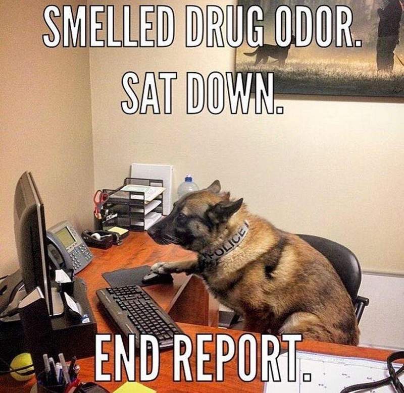 schoolies's tweet photo. Do you think regular dogs, see Police dogs & think... OH NO - it's the Cops, everyone stop sniffing each other & act coolโ
@QldPolice are there to help you @schoolies just be respectful & don't pat the dogs or the horses = the animals are at work too. #Schoolies #SchooliesWeek https://t.co/Zkkm3kfohi