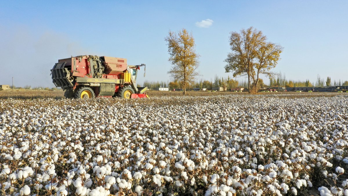 The cotton harvest is drawing to an end in Xayar county, a premium